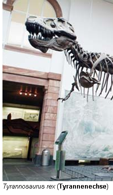 Bild einer Skelettrekonstruktion mit einem Bilduntertitel "Tyrannosaurus Rex (Tyrannenechse)". Im Bild ist ein Dinosaurier zu sehen.